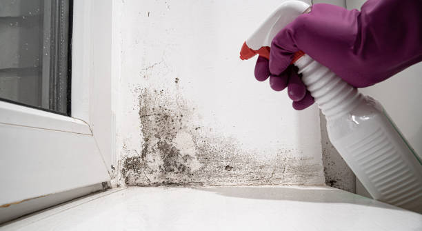 Best Professional water damage repair  in USA